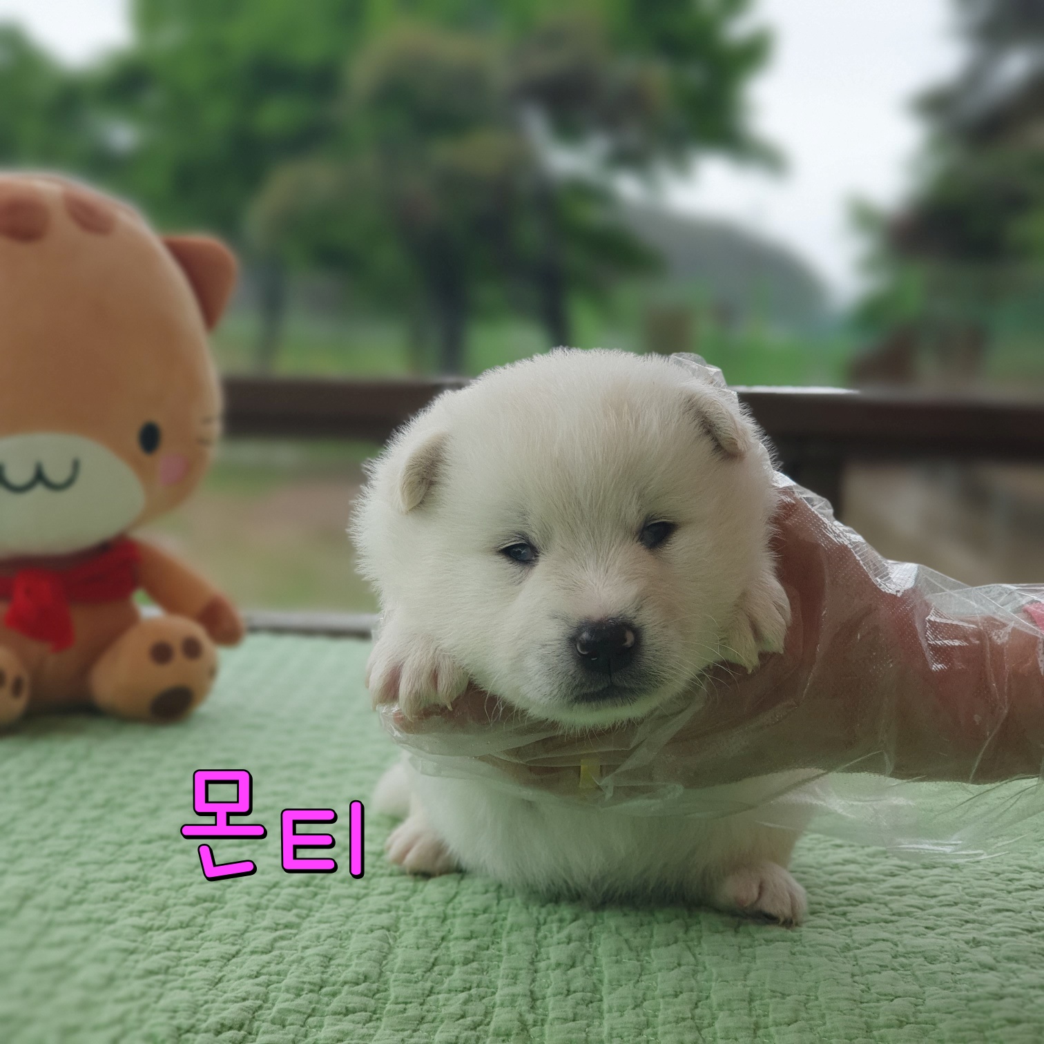군산유기동물보호센터_445467202300753