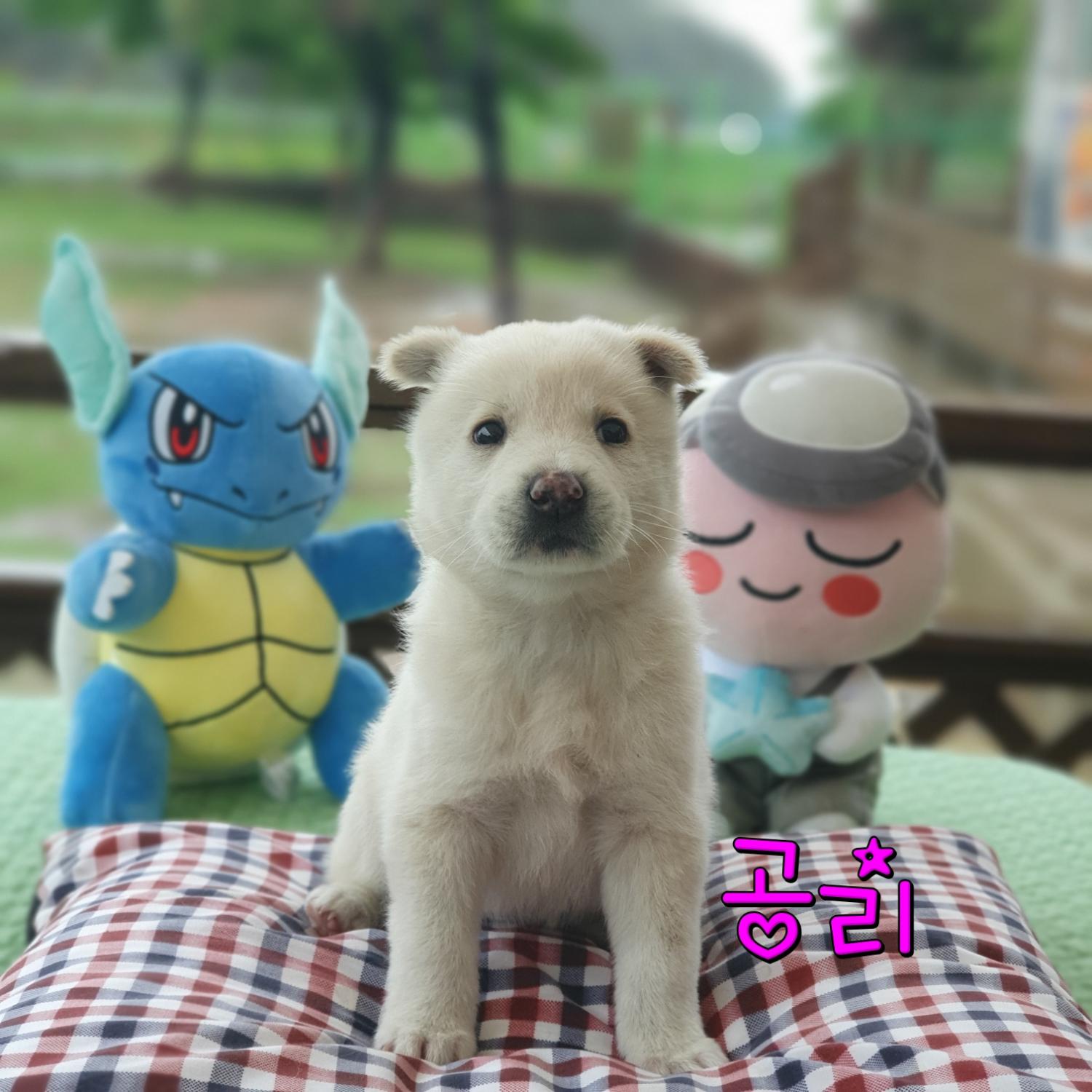 군산유기동물보호센터_445467202300760