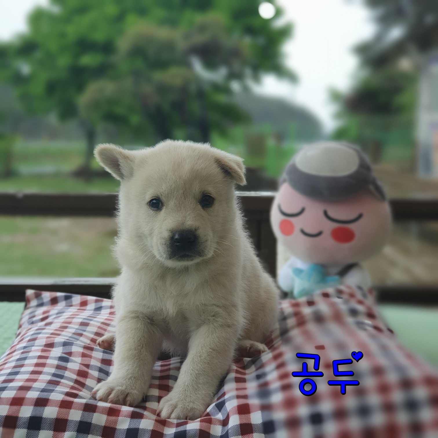 군산유기동물보호센터_445467202300758