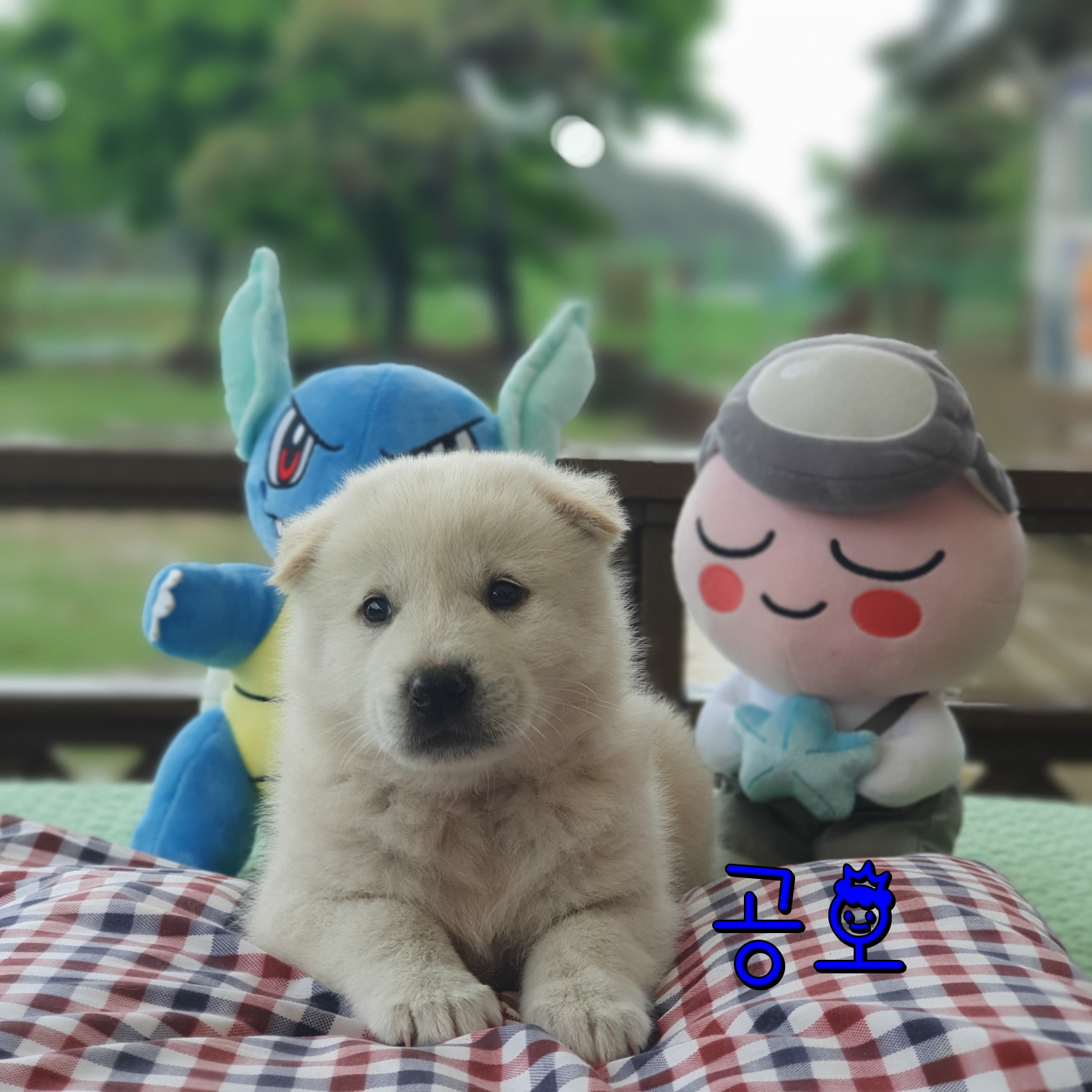 군산유기동물보호센터_445467202300761