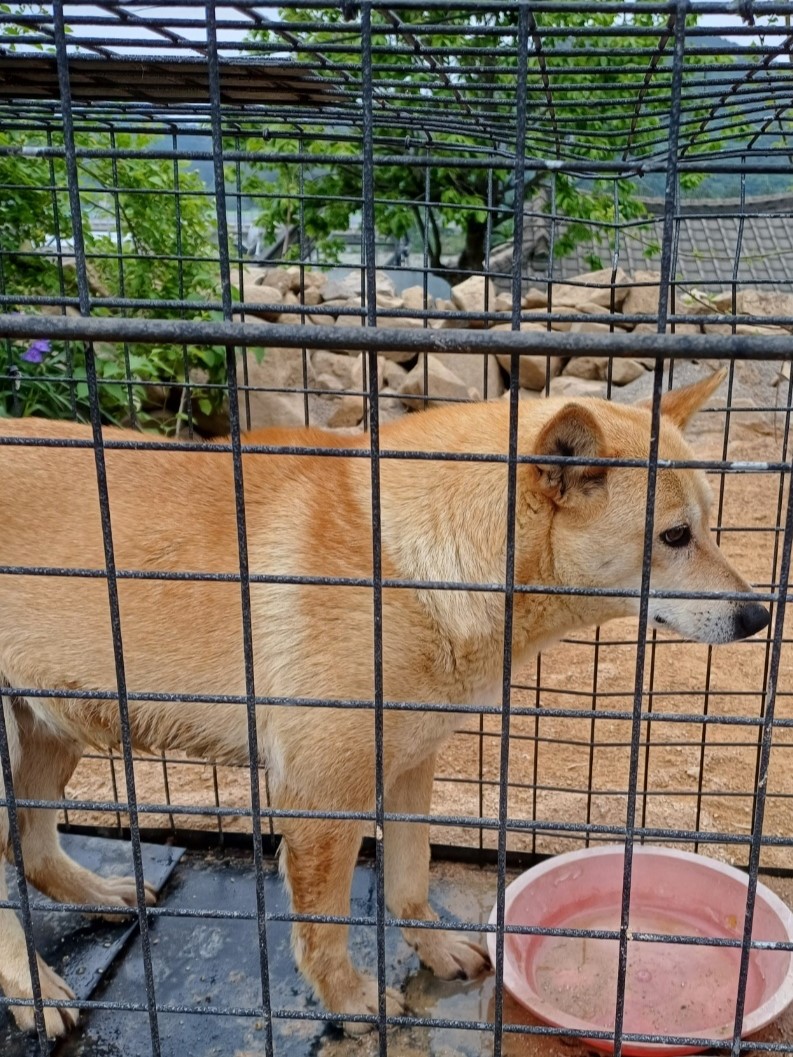 밀양시동물보호센터_448536202300971