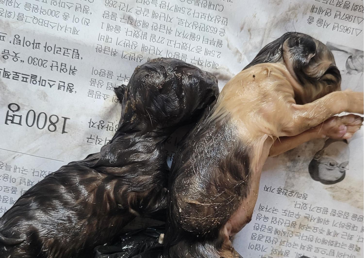 대구유기동물보호협회_427345202300267