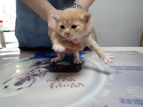 화원연합동물병원_427348202300387