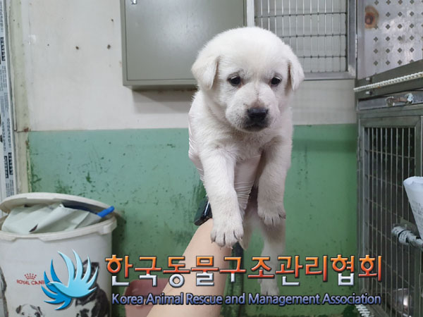 한국동물구조관리협회_411315202300306