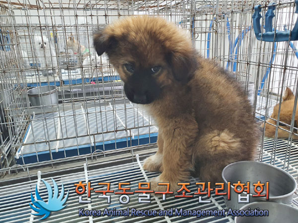 종료(안락사) 믹스…