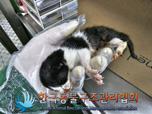 한국동물구조관리협회_411306202300322