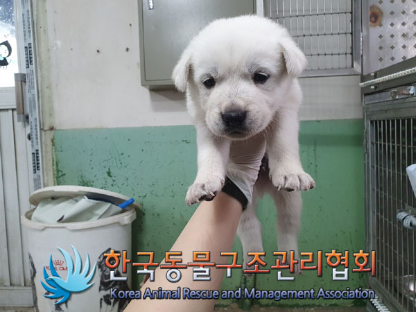 종료(안락사) 믹스…