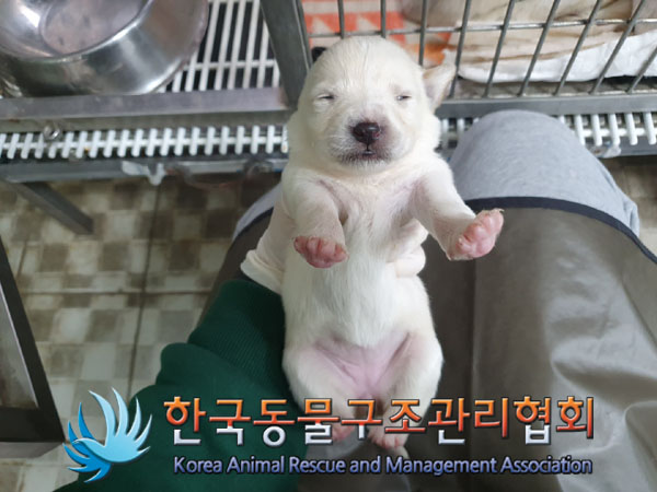 한국동물구조관리협회_441406202300608