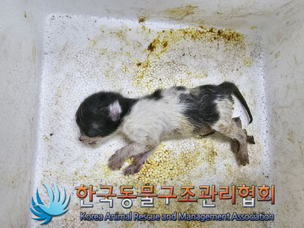 한국동물구조관리협회_411306202300324