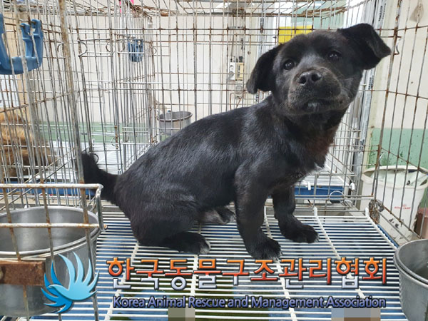 한국동물구조관리협회_441406202300610