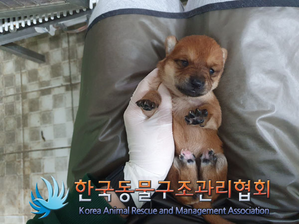 종료(자연사) 믹스…
