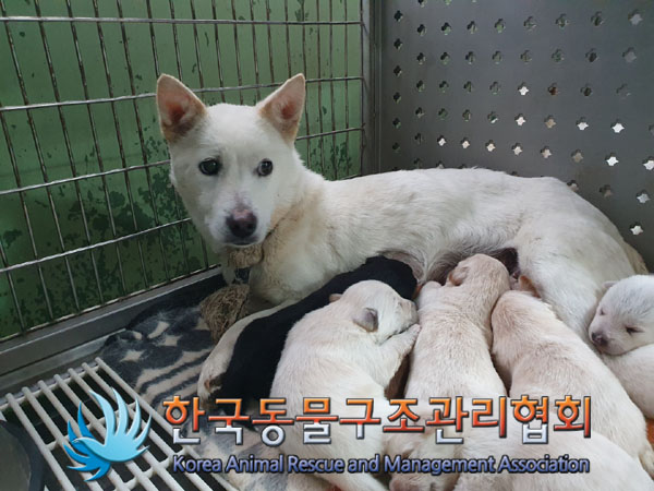 한국동물구조관리협회_441406202300601