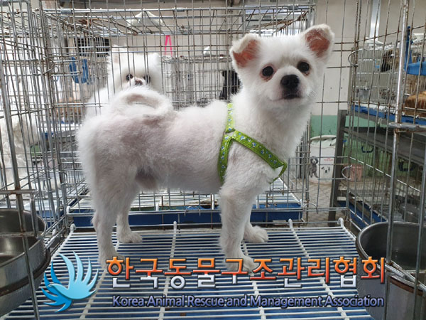 종료(입양) 믹스견…