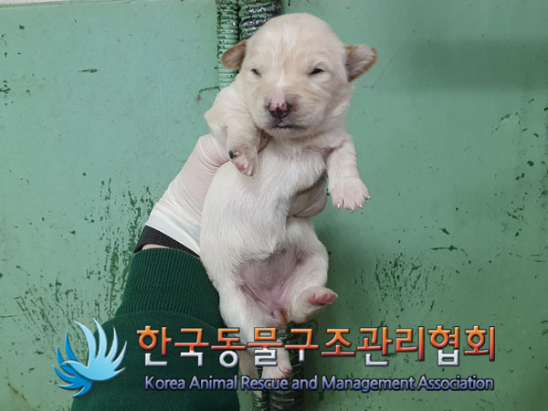 한국동물구조관리협회_441406202300606