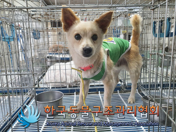 한국동물구조관리협회_411306202300321