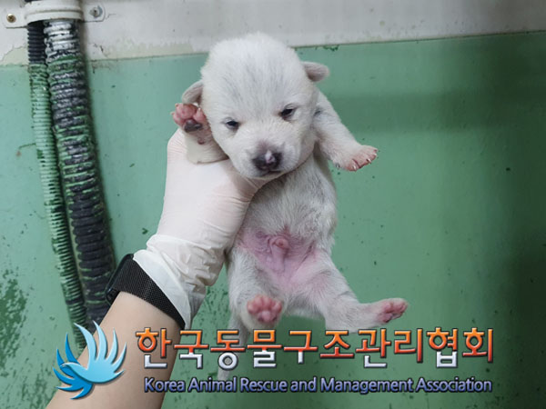 한국동물구조관리협회_441406202300602