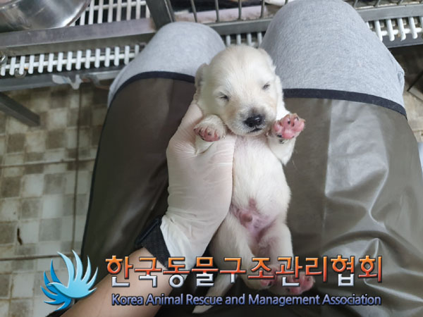 한국동물구조관리협회_441406202300604