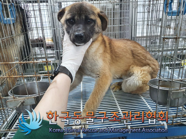 한국동물구조관리협회_441560202300480
