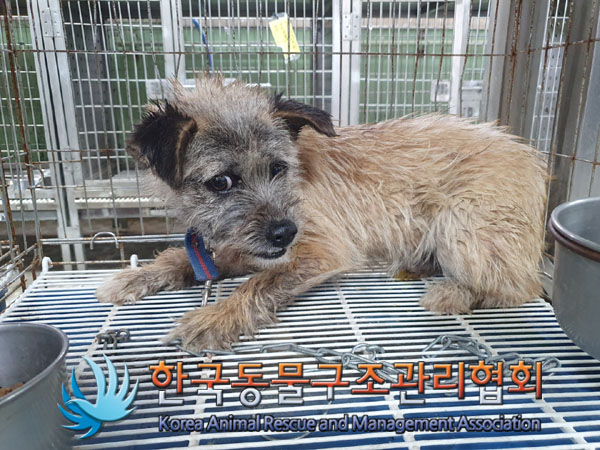 한국동물구조관리협회_441560202300479