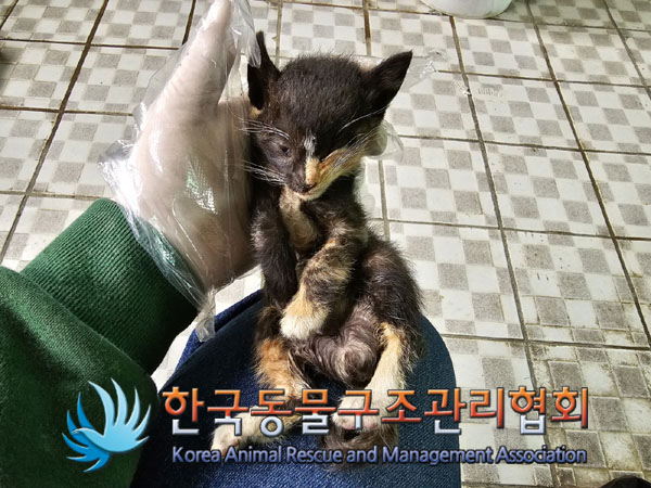 종료(자연사) 한국…
