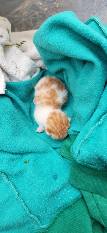 익산유기동물보호소_445468202300919