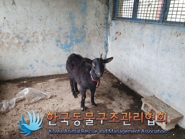 종료(자연사) 흑염…