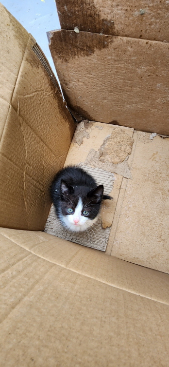 익산유기동물보호소_445468202300925