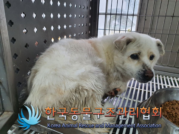 한국동물구조관리협회_441392202300068