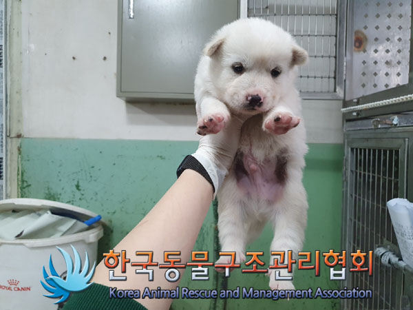 종료(안락사) 믹스…