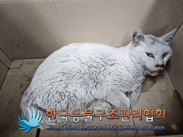 한국동물구조관리협회_441560202300481