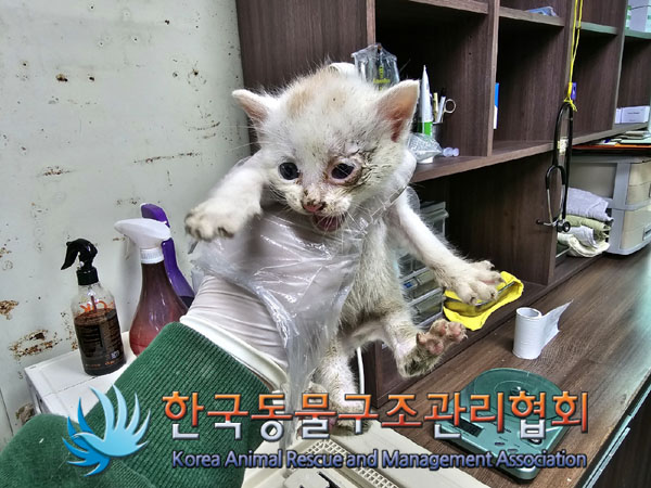 한국동물구조관리협회_441409202300668