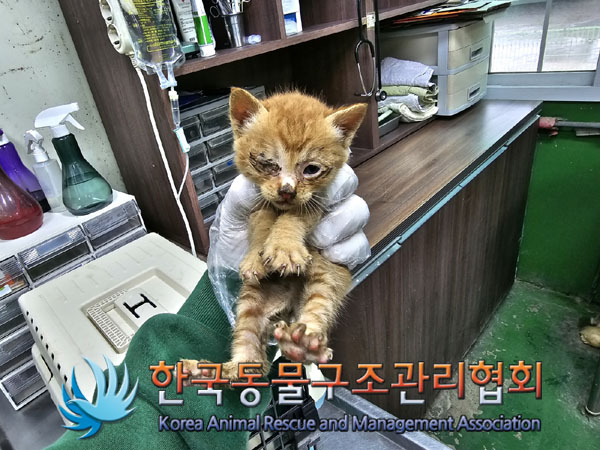 한국동물구조관리협회_441409202300671