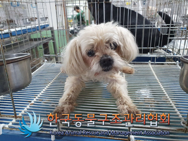한국동물구조관리협회_441406202300611