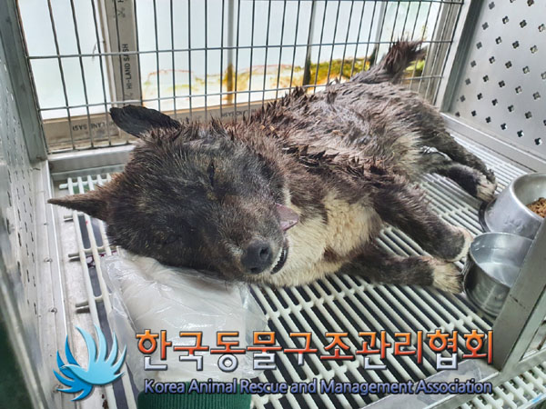 한국동물구조관리협회_441414202300295