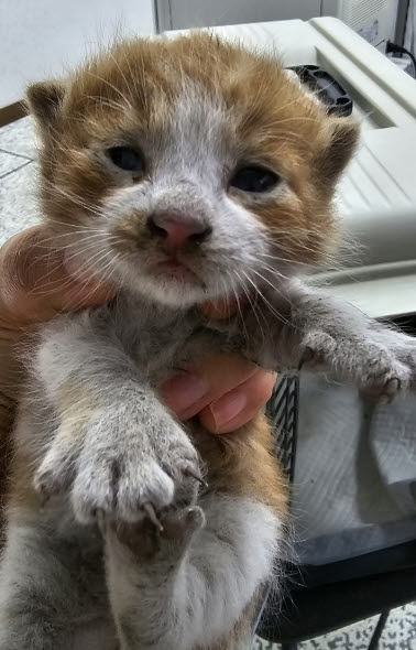 강릉시 동물사랑센터_442420202300193
