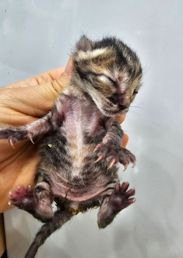 보호중 한국 고양이…