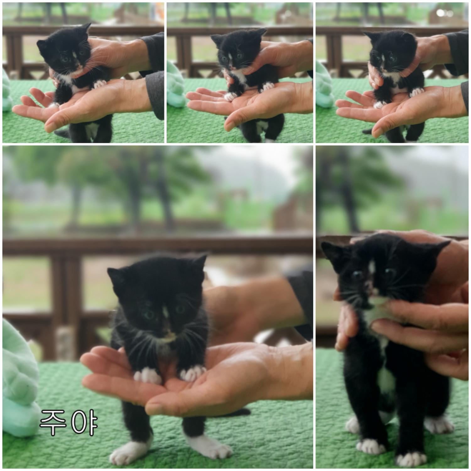 군산유기동물보호센터_445467202300767