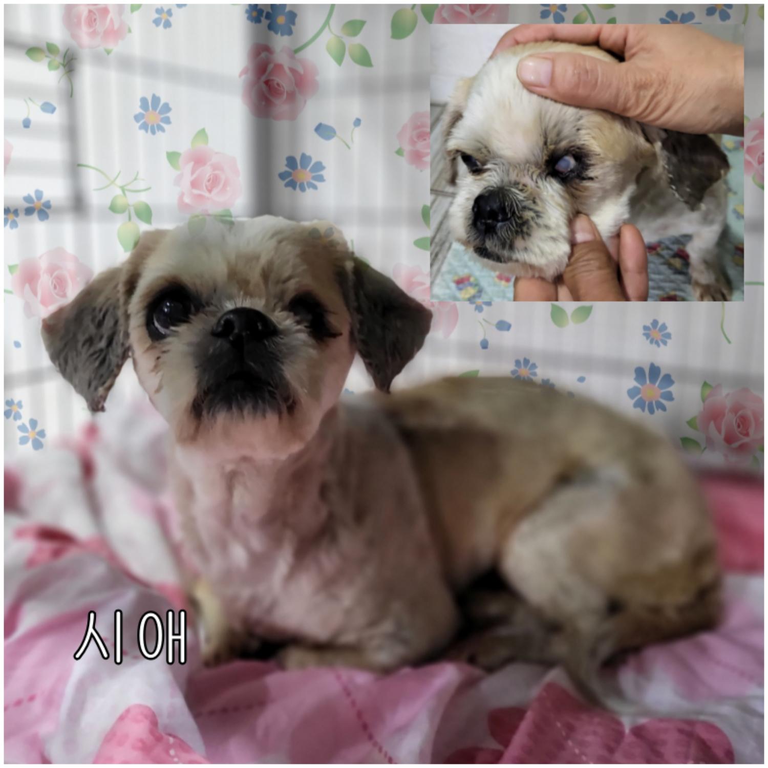 군산유기동물보호센터_445467202300766