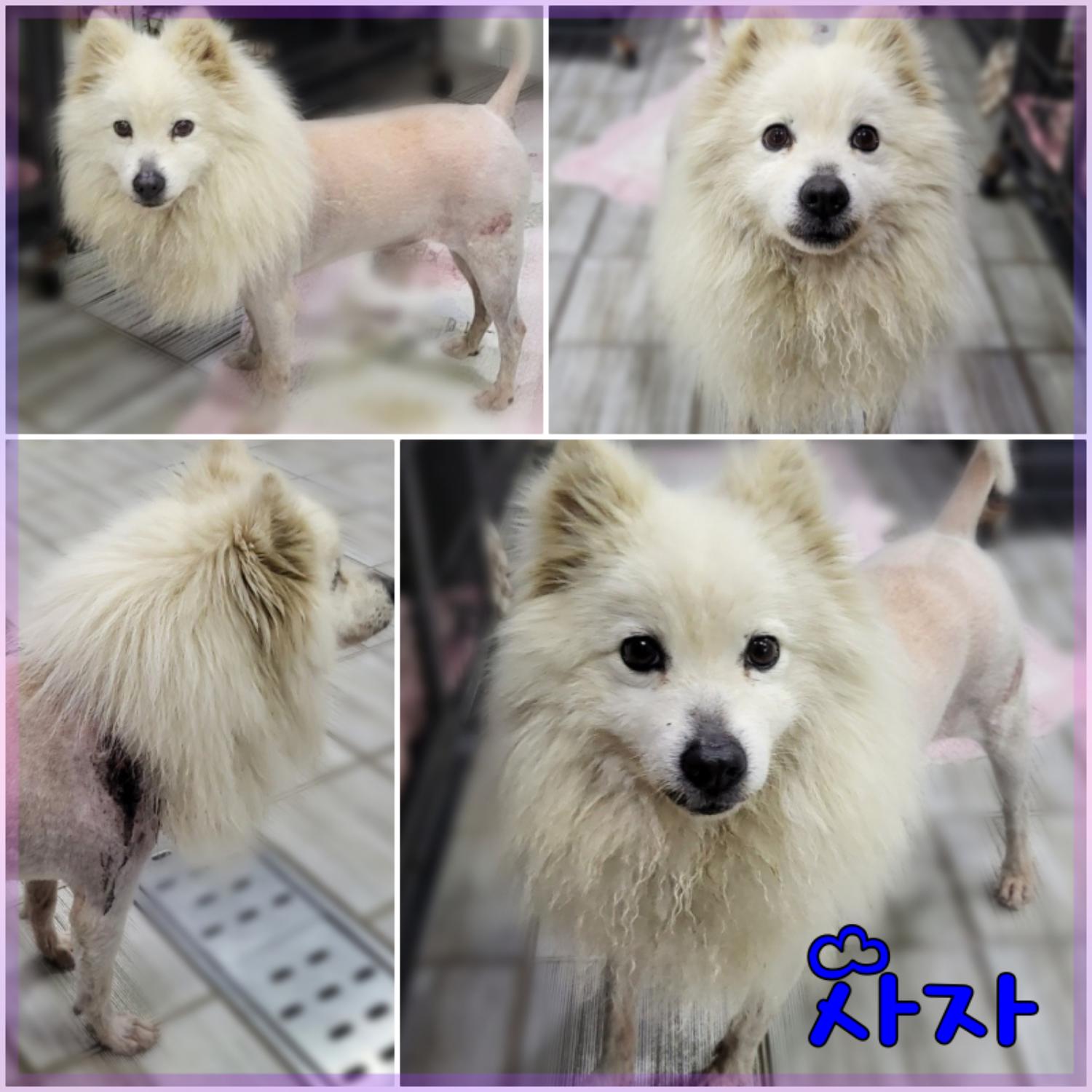 군산유기동물보호센터_445467202300765