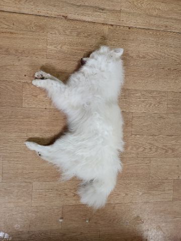 충주시동물보호센터_443439202300249