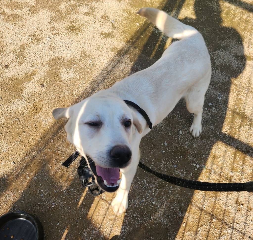 한국야생동물보호협회_441383202300294