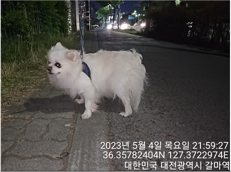 대전동물보호센터_430366202300271
