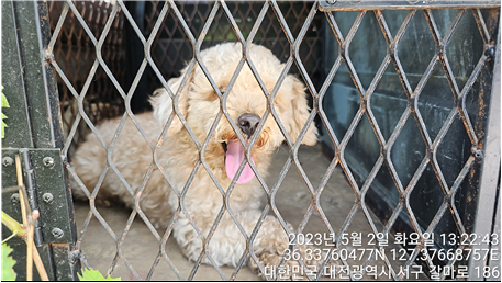 대전동물보호센터_430366202300268