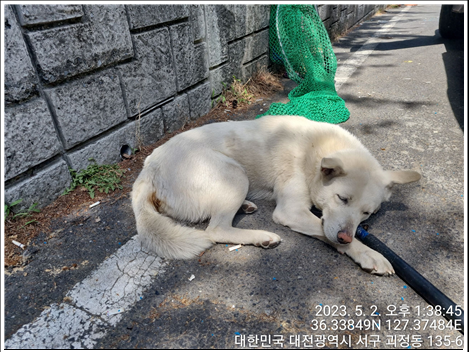 대전동물보호센터_430366202300267