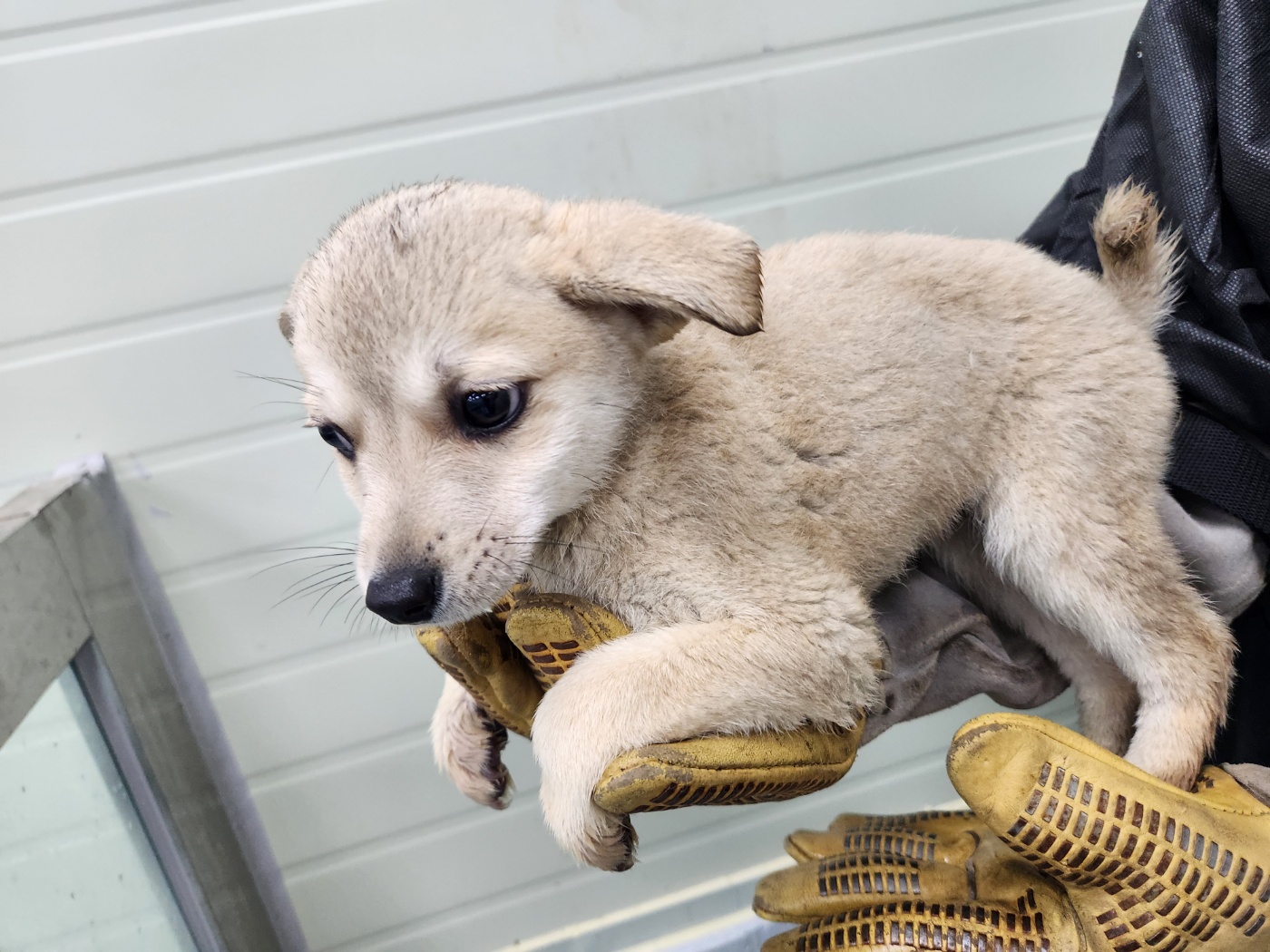 해남유기동물보호센터_446493202300089