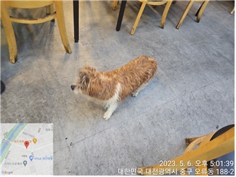 대전동물보호센터_430365202300183