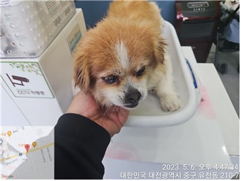 대전동물보호센터_430365202300181