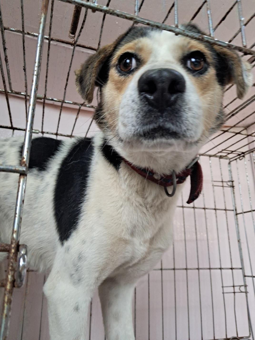 동물보호관리협회_426329202300211