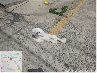 대전동물보호센터_430365202300177