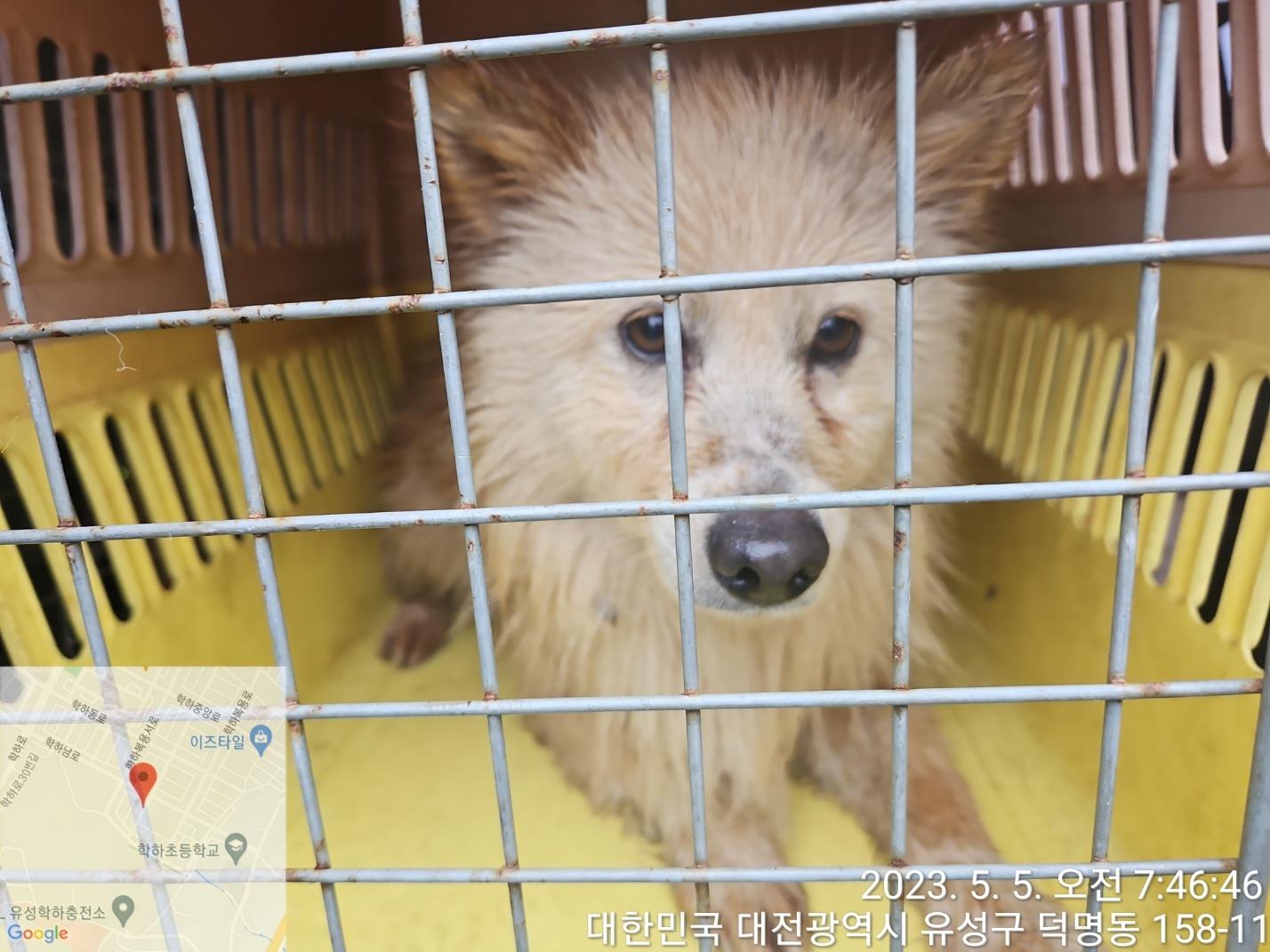대전동물보호센터_430367202300266